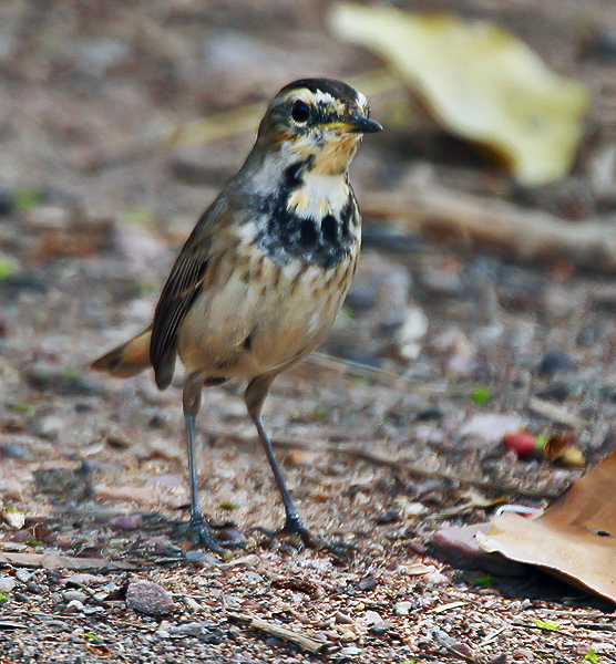 Female Bluethroat in India, with pale throat, dark breast markings, brown wings, and pale eyebrow stripe