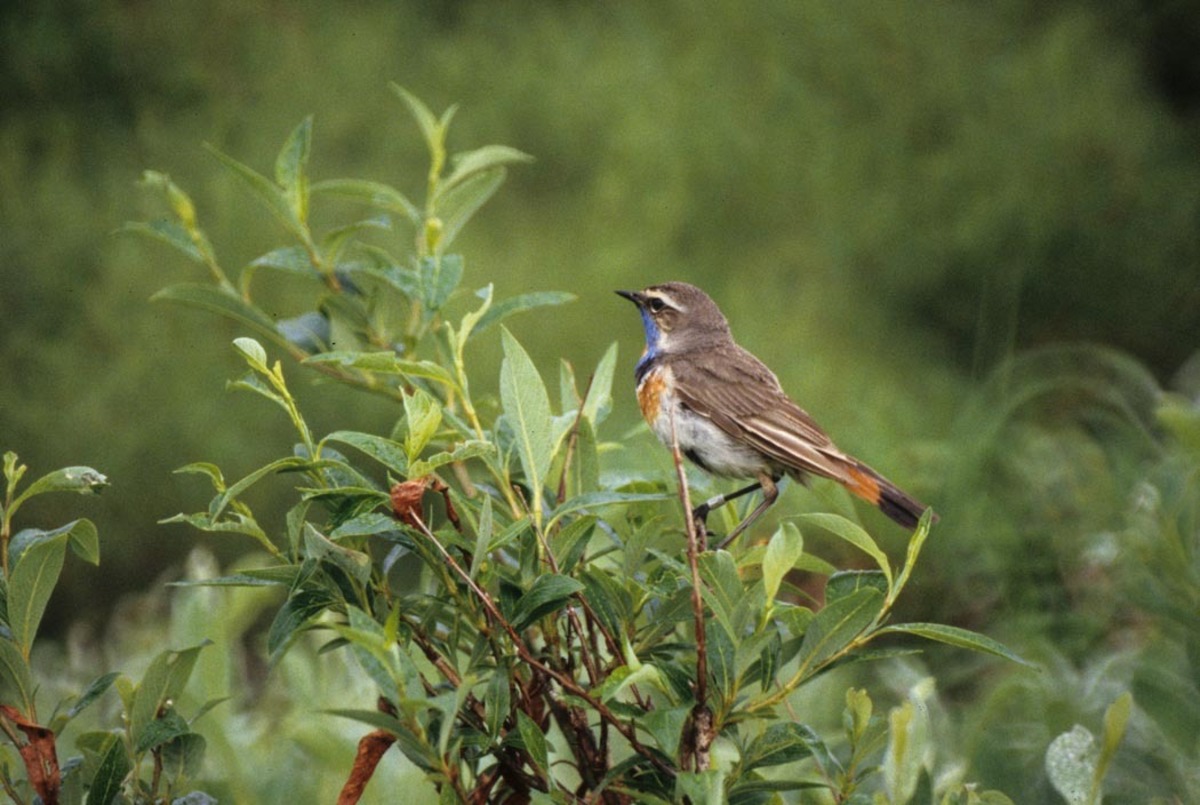 Male Bluethroat perched on a branch, showing brown upperparts and a blue throat edged with rusty orange