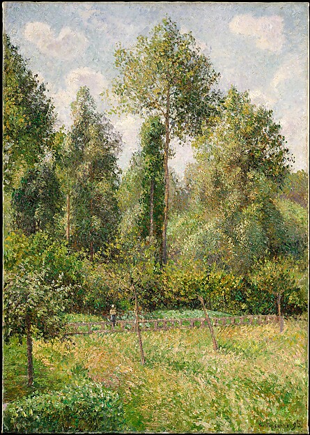 poplar trees and a sunlit garden